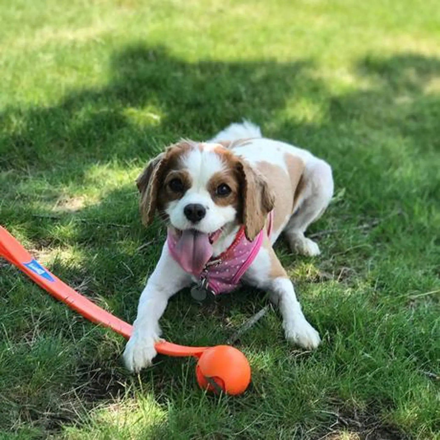 Sport Ball Launcher Dog Toy Highly Flexible Pet Interactive Training Supplies Suit Balls Combination